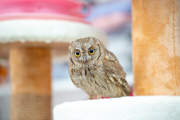 Owl tamed at home. Pet feeding owls. Little owlet.