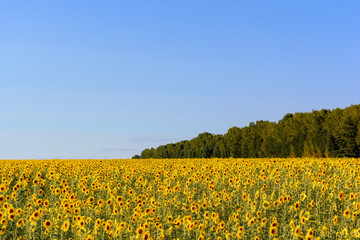 field of sunflowers against the blue sky