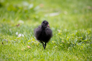 Moorhen chick on green grass background