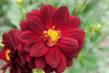 Obraz premium Dark red coloured dahlia with bright yellow stamens and green foliage