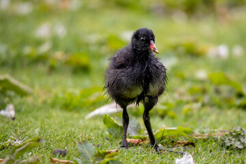 Moorhen chick on green grass background