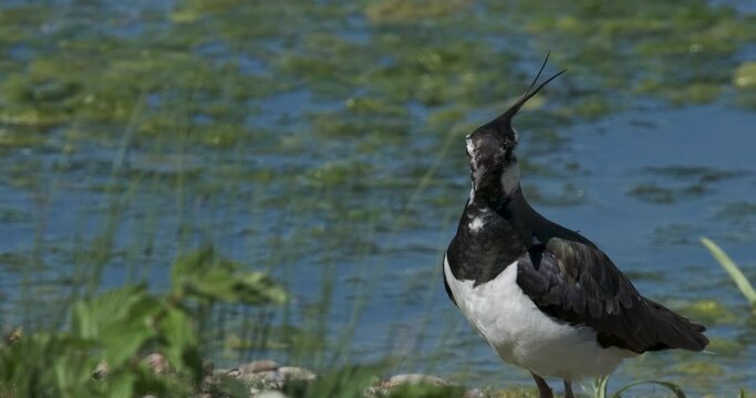 Lapwing Bird Closeup By Water Peewit