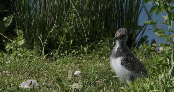 Peewit, Lapwing Chick, Vanellus vanellus Baby Bird Closeup In Grass