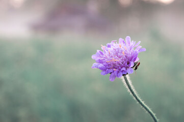 Close up of purple meadow flower with a bug on a blurred background of grass