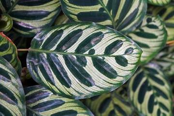 Maranta leaves (Maranta makoyana) on tropical garden - obrazy, fototapety, plakaty