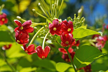 Rangoon creeper flowers (Quisqualis indica or Combretum indicum)