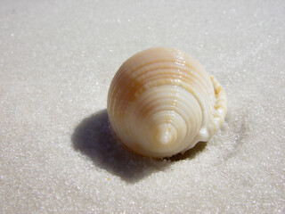 Seashell in the sunshine on the beach