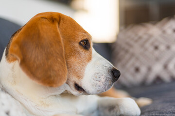 Adult male beagle dog resting in garden furniture. Shallow depth of field. Canine theme