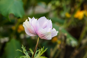 Fototapeta premium Light pink,purple anemone growing in a flower garden. Close up image, detailed.