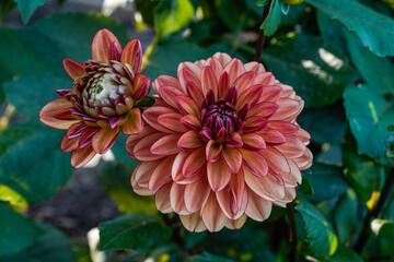Bronze, orange colored dahlia flower growing outdoors.