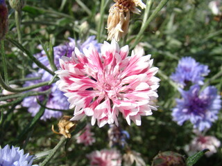 Pink Flower Clover Macro closeup