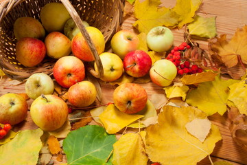 Naklejka na ściany i meble autumn, apples ...