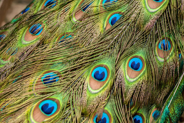 
detail of peacock