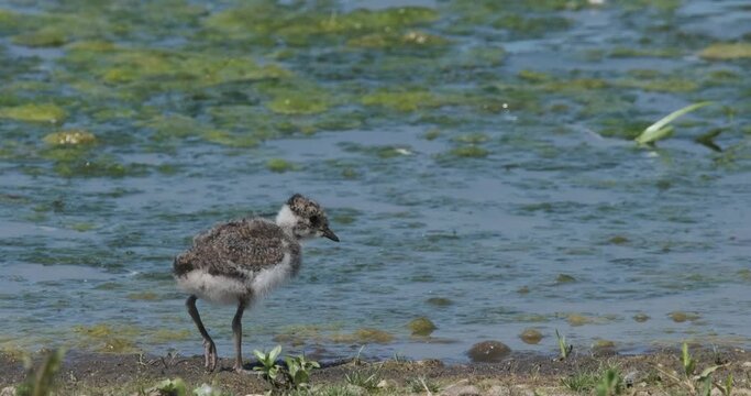 Lapwing Chick Baby Bird Feeding At Waters Edge