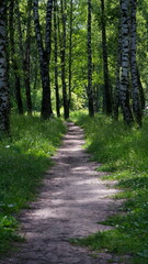 Fototapeta na wymiar a path in a birch grove