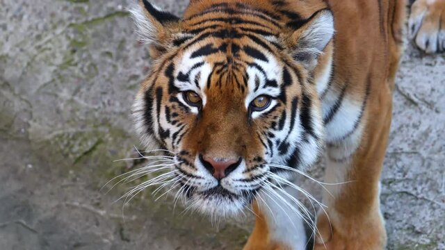 tiger growls and looks at the camera