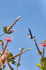 Hummingbird eating from the flower of a Callistemon citrinus. Tree known as escobillón or pillo rojo. Celestial sky.