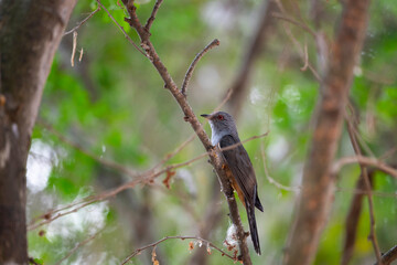 Plaintive Cuckoo
