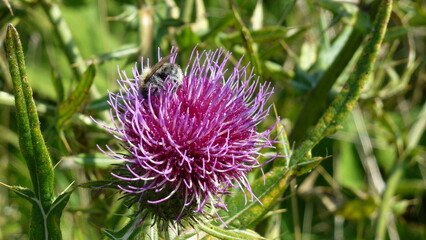 Insekt in Distelblüte