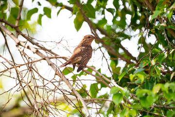 Plaintive Cuckoo