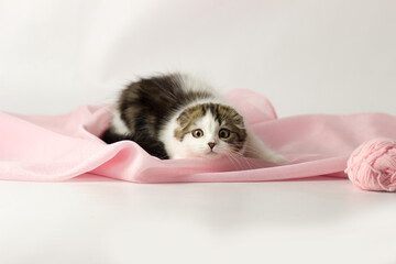 Young scottish highland fold kitten on white and pink background