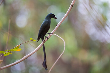Racket - tailed Treepie