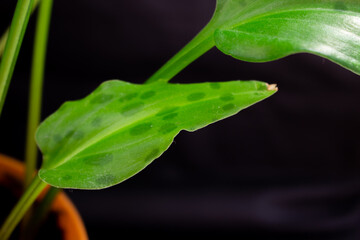 leaf with water drops