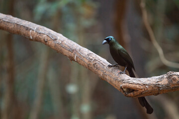 Racket - tailed Treepie