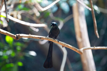 Racket - tailed Treepie