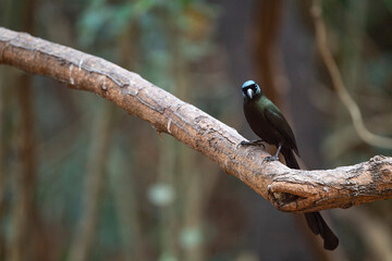 Racket - tailed Treepie