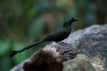 Racket - tailed Treepie