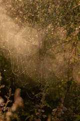 spider web with dew drops