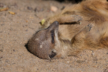 Obraz premium Erdmännchen (Lat.: Suricata suricatta) /Meerkat schläft auf dem Rücken liegend entspannt in der Sonne