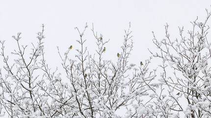 Birds on tree in winter