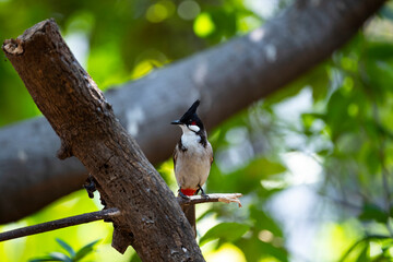 Red - whiskered Bulbul