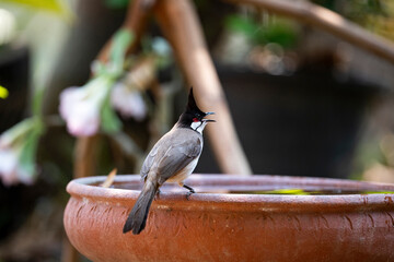 Red - whiskered Bulbul