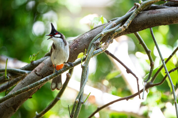 Red - whiskered Bulbul