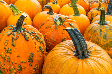 Rich harvest of orange pumpkins in September. Preparing for Halloween. State of Mine, USA