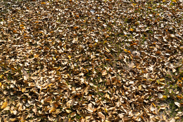 The dry yellow leaves fall on the ground in the summer day with the sunlight down