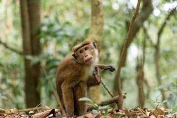 Monkey in the jungle. Natural habitat close up