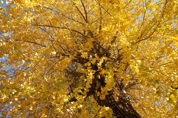 満面のイチョウ