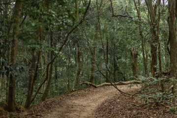 A path in the dense jungle. Natural reserve. The sun doesn't break through the trees