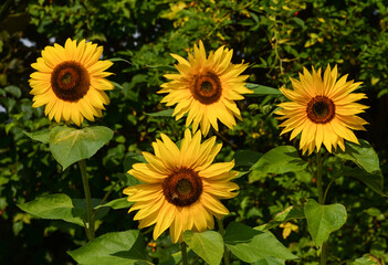 Obraz premium Tournesol