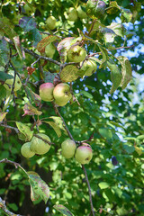  Harvesting time, apple tree full of fruits in the orchard, close up soft focus