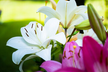 Lily flower in the garden. Shallow depth of field. Floral theme