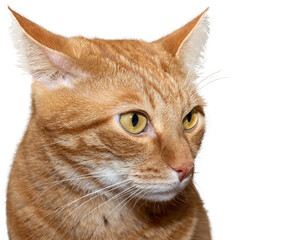 close up portrait of a ginger cat on a white background