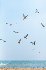A flock of seagulls circling in the sky near the sea coast