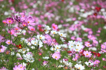 Obraz na płótnie Canvas 秋の野原一面に咲くコスモスの花