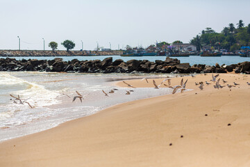 A flock of seagulls are hunting on the sandy shore