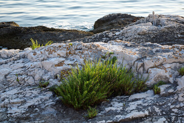 Mediterranean plant Rock Samphire or Crithmum maritimum in the rocks